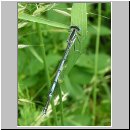 Platycnemis pennipes - Blaue Federlibelle 05.jpg